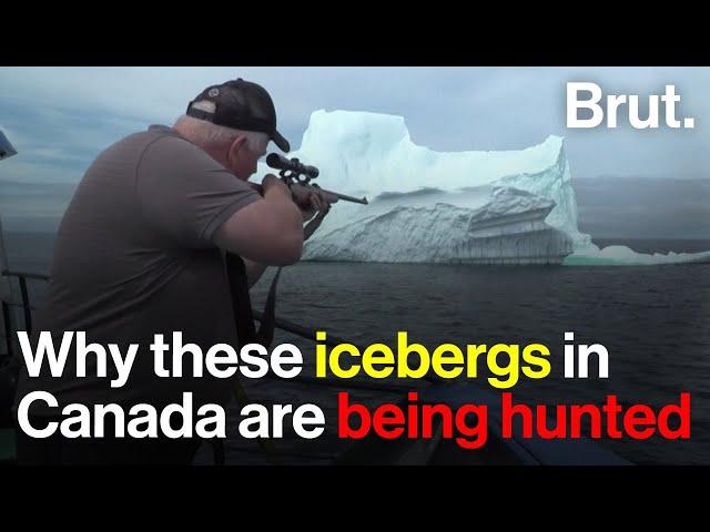 Iceberg Hunting Is A Real Job