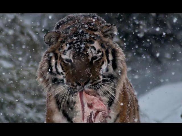 Siberian tiger drives away wolves