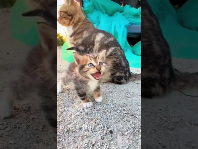 #funny #catlov #catcare #funnyshorts #cat #mustlovecats #cathealth #pets #catslover #catlove