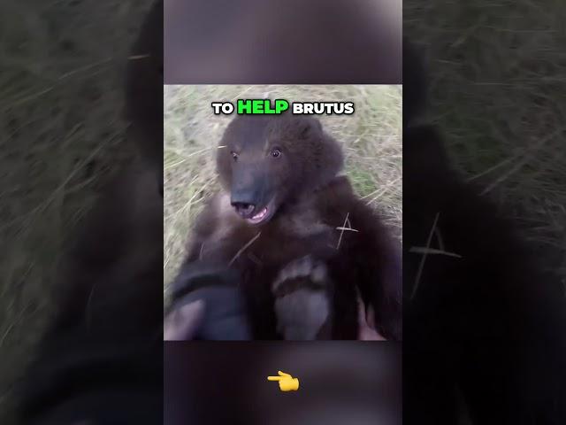 Brutus the Best Man Bear️ #shorts