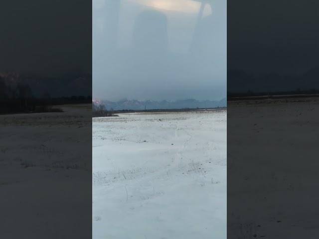 жесть волк рядом с деревней