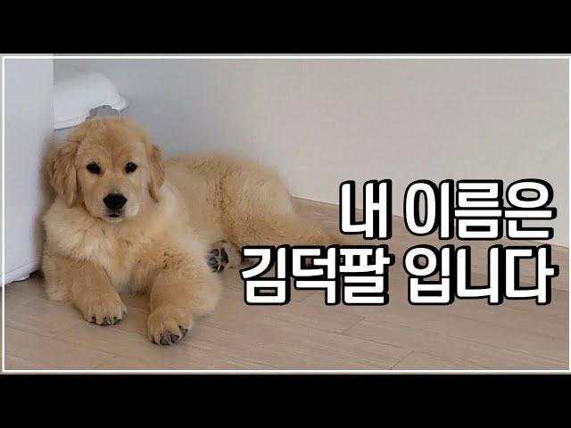 골든리트리버 김덕팔 성장과정 (3개월-8개월)