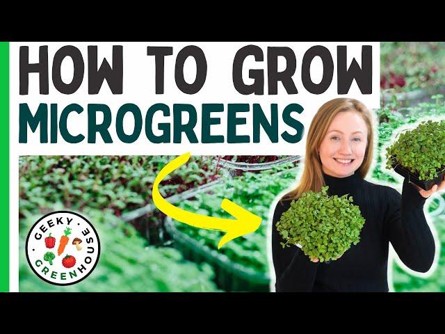 How To Grow Microgreens (For Beginners)