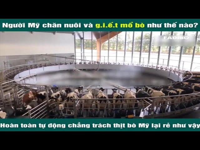 Người Mỹ chăn nuôi và giết mổ bò như thế nào | FADIBO