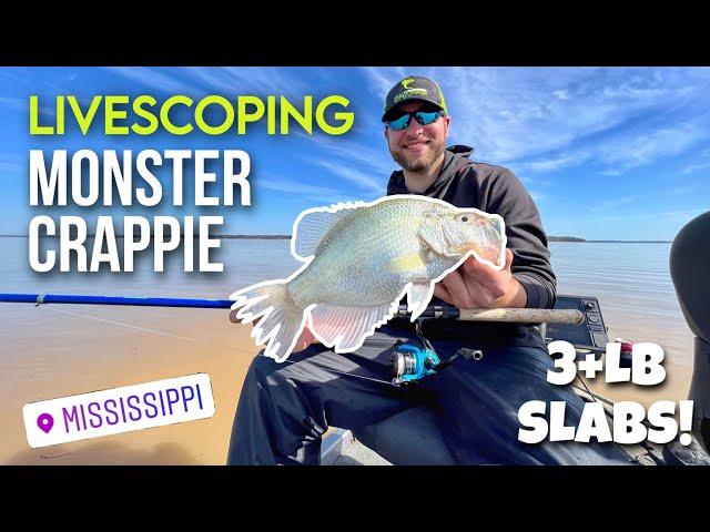 LIVESCOPING CRAPPIE with TJ SHANDS! - MONSTER 3 PLUS POUND SLABS!