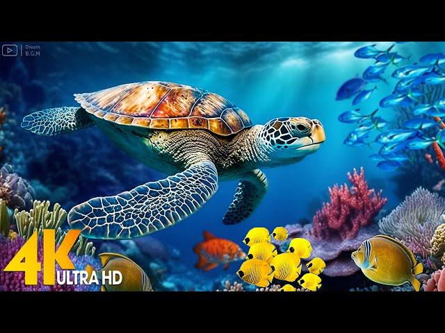 Ocean 4K - Sea Animals for Relaxation, Beautiful Coral Reef Fish in Aquarium - 4K Video Ultra HD