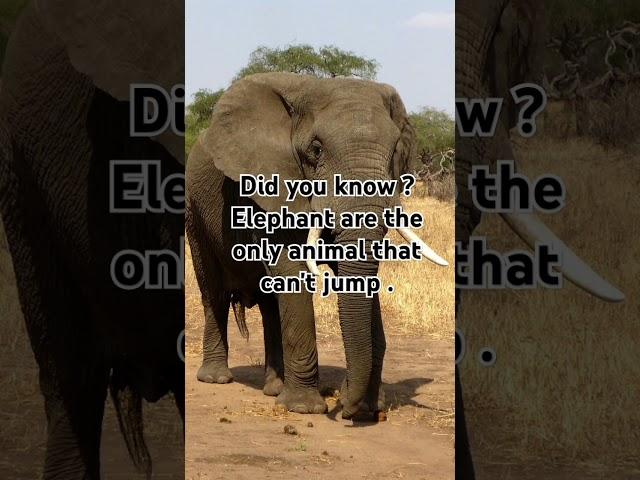 Biggest on land but no jump power | Animal facts #wildlifefacts #shorts