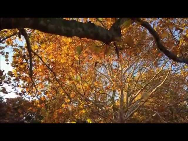 Autumn leaves of Showa Kinen Park at Tachikawa-Shi, Tokyo