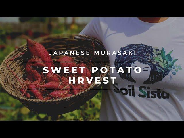 Japanese Murasaki Sweet Potato/Satsumaimo Harvest