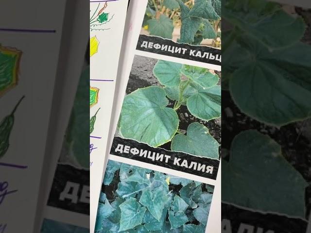 Болезни огурцов из-за дефицитов питания: азот, калий, фосфор, кальций, магний. Как определить?