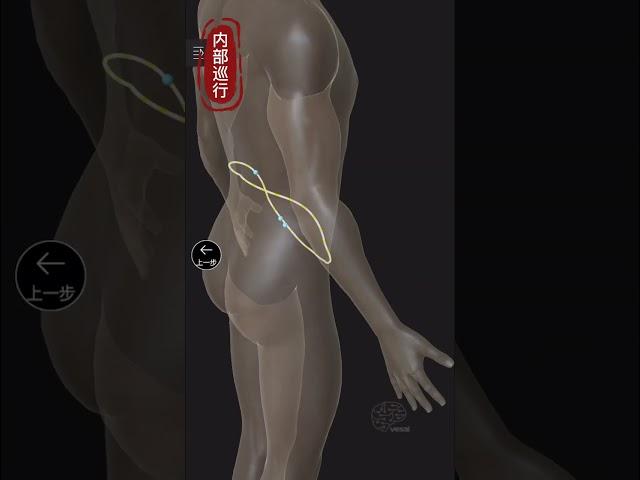 Eight Extraordinary Meridians Belt Vessel Belt Channel 奇经八脉——带脉