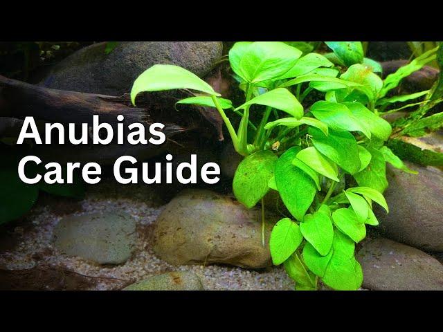 Anubias Plant Care Guide for Beginners: Easy Tips, Tricks and Tutorial 