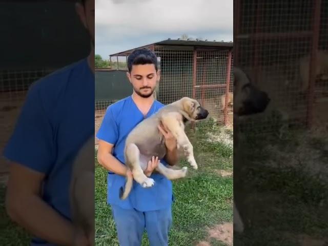 kangal dog transformation  | #shorts