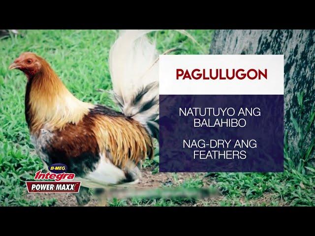 PAG-AALAGA NG LUGON NA MANOK, ISES GAMEFARM