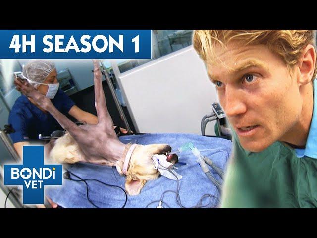 4 Hours of Full Episodes - Bondi Vet Complete Season 1 |  Bondi Vet