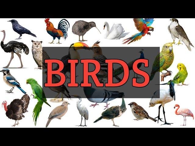 BIRDS|Birds|BIRDS NAME|Birds Name|Birds Vocabulary|Birds Name in english with pictures and sound