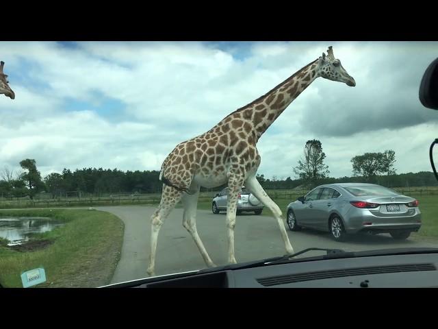 African Lion Safari Overview  - Things to do near Toronto  - What to see in ontario