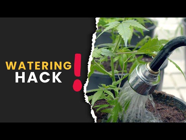 The Watering Hack Every Grower Needs to Know!