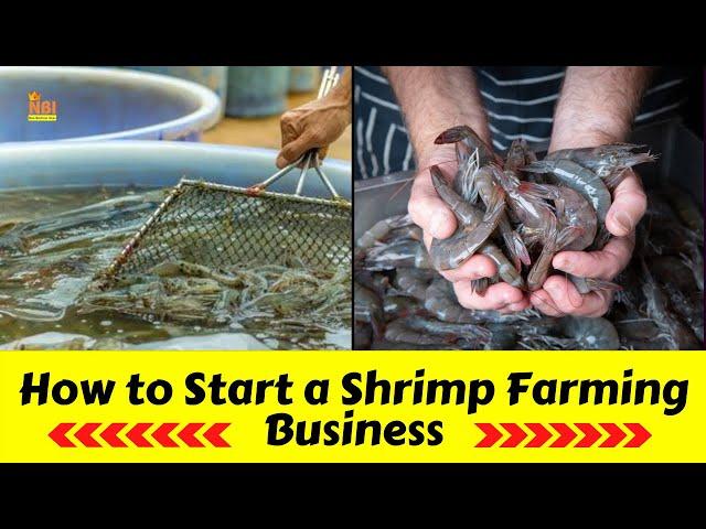 How to Start a Shrimp Farming Business || Profitable Farming Business Ideas