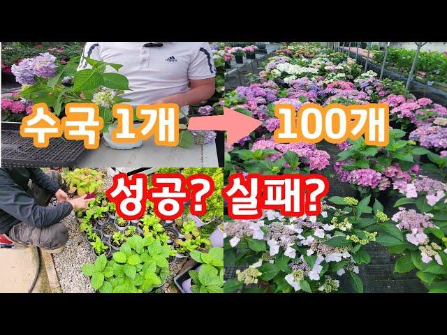 수국1개로 100개 만들기 프로젝트! 그 결과는?