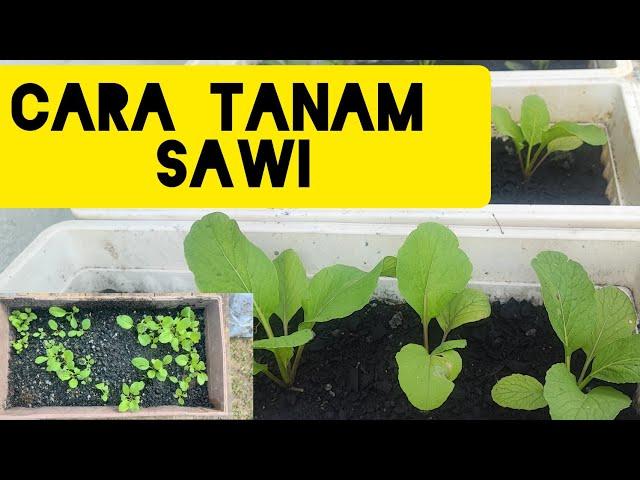 CARA TANAM SAWI DENGAN BETUL - Little Kebun