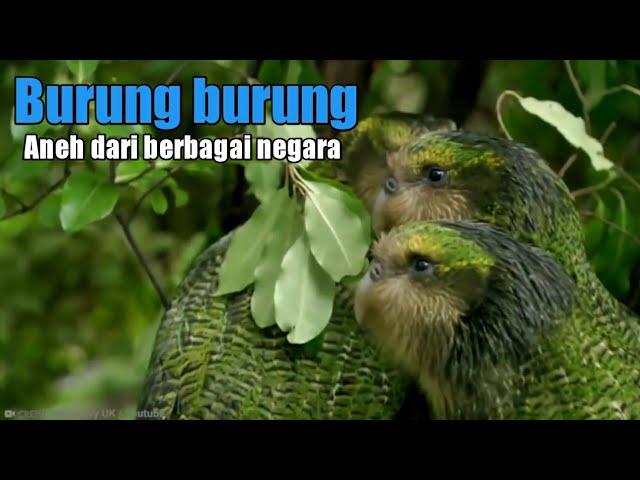 5 jenis burung unik dari berbagai belahan dunia