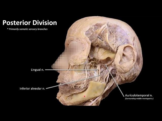 5 Mandibular Nerve