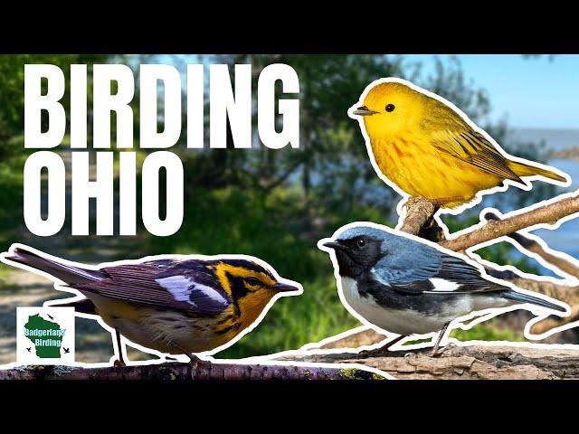 INSANE Warbler Encounters at The Biggest Week in American Birding!