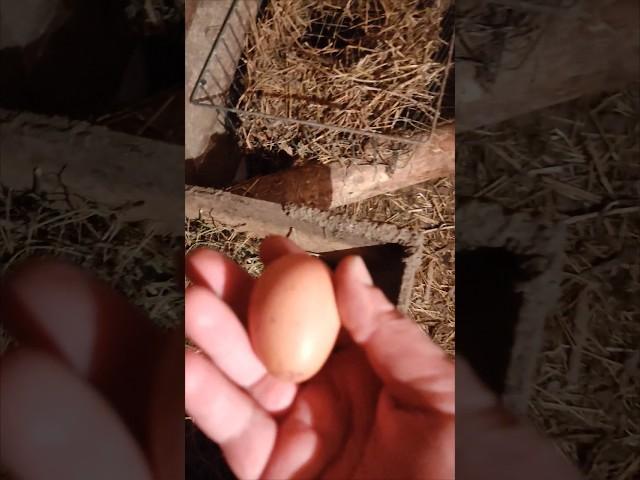 Первое яйцо снесла одна из курочек Мы верили в них #курица #яйцо #село