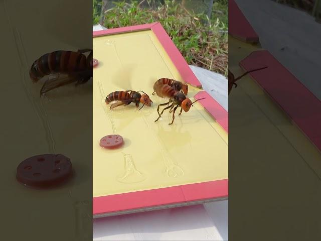 Intelligent trap for asian giant hornets to protect honeybees  #savethebees