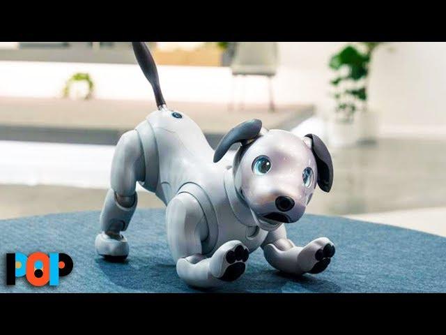 Buy This Robot Dog For Only $3K!