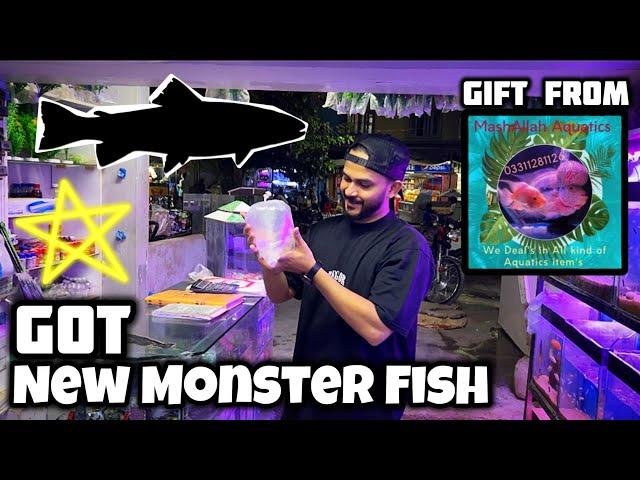 Got Monster Fish From MASHAALLAH AQUATIC | New Fish In Our FISHROOM - Imran's World