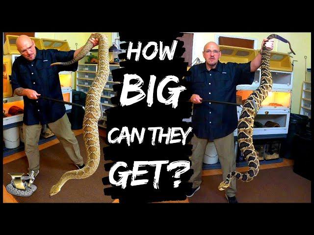 Why the World's Largest Rattlesnakes Are So Dangerous