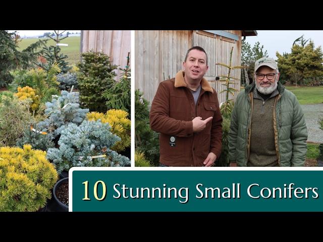 10 Stunning Conifers for your Small Garden