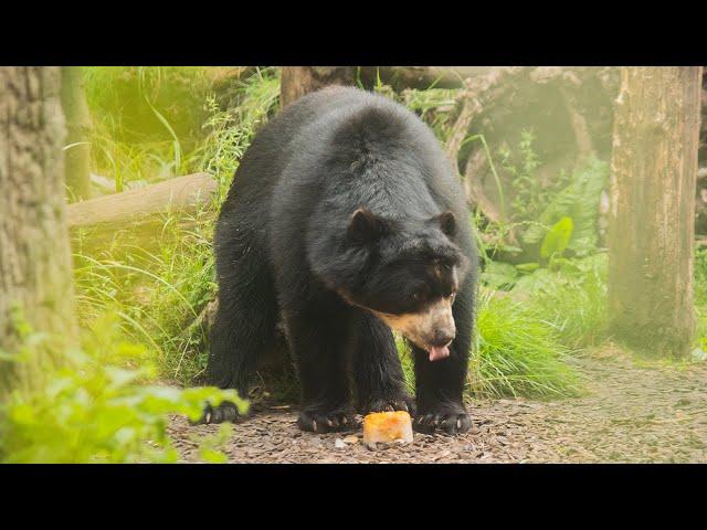 IJsjes voor de brilberen in DierenPark Amersfoort