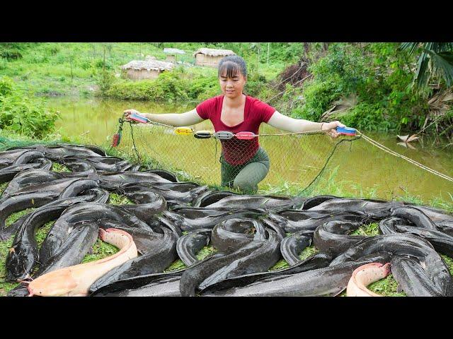 Harvesting A Lot Of Catfish Goes To Market Sell - Raising Chickens With Corn | Free Bushcraft