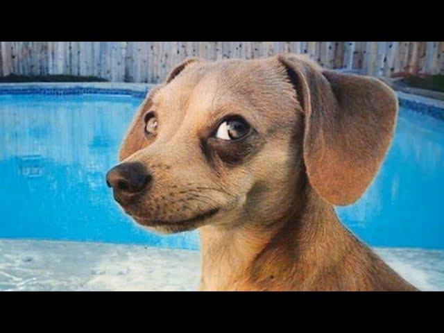 DOGS are the FUNNIEST creatures on Earth  NEW Funny Dog Videos