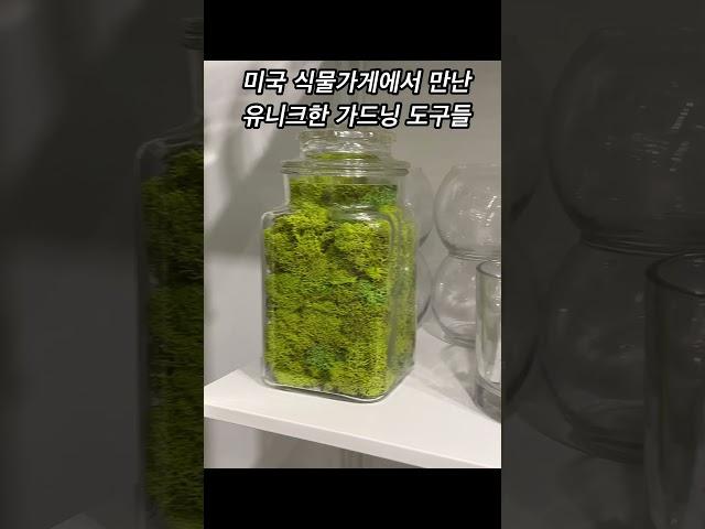 #미국식물 #가드닝 #가드닝도구 #식물인테리어