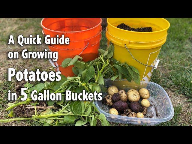 How to Grow Potatoes in 5 Gallon Buckets | A Quick and Easy Planting Guide