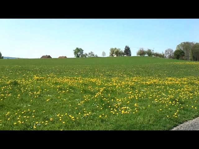 Obfelden-nél