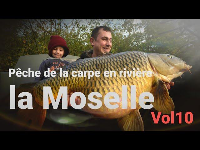 Pêche de la carpe en rivière, la Moselle Vol10