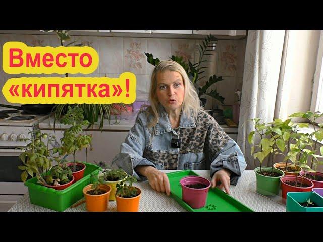 Этот способ лучше "посева в кипяток"!