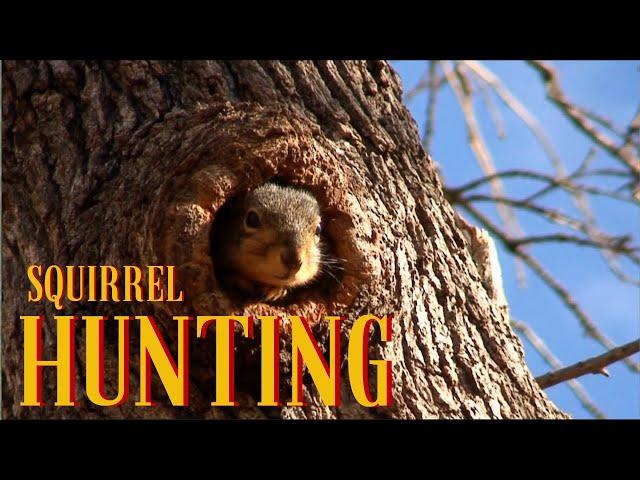 HUNTING SQUIRRELS | SPOT AND STALK