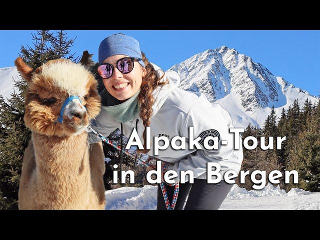 Winterwanderung mit Alpakas: Sonnige Runde in Oberperfuss bei Innsbruck