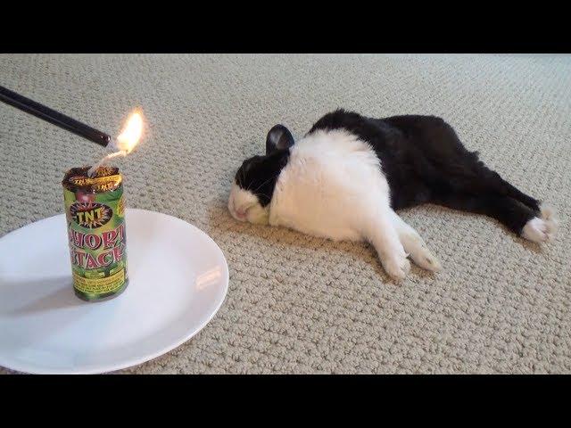 Waking a sleeping rabbit with a firecracker