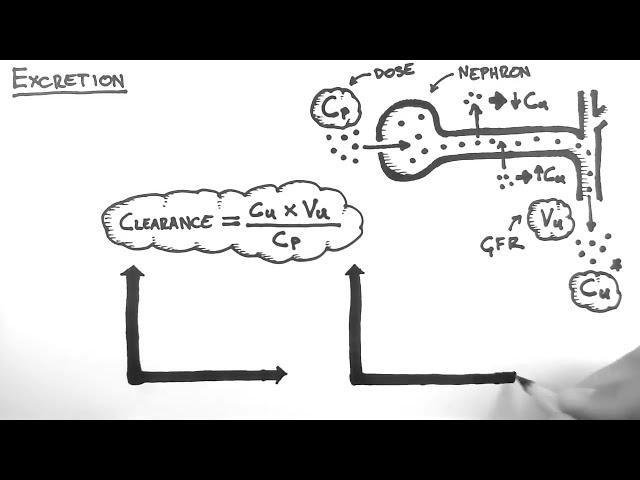 Pharmacokinetics 5   Excretion