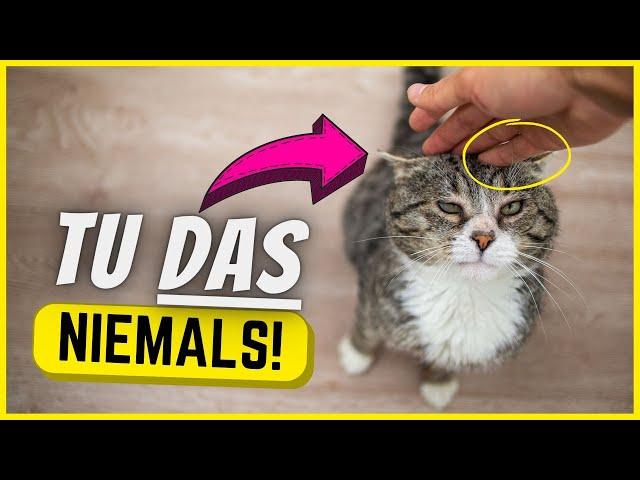 10 Dinge, die Katzen mehr hassen als hochgehoben zu werden!