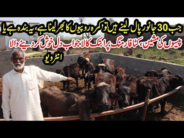 Katta Farming 2020 Plus Wacha Farming 2020 | کٹا فارمنگ | Katto Kay Liye Masala | FABA