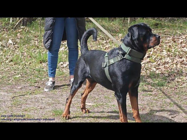 Erfolgreiches Hundetraining mit Körpersprache ohne Leckerchen #hundeerziehung #rottweiler