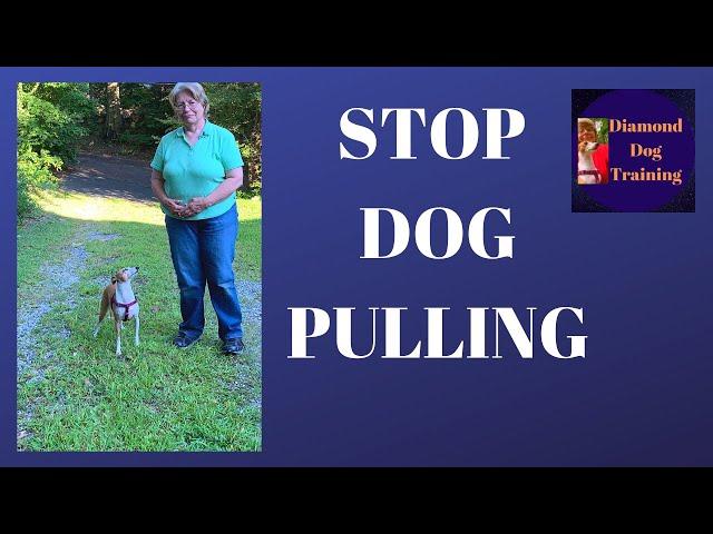 Stop A Dog Pulling On Leash